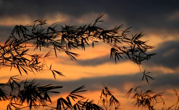 bamboo with sunset, MA