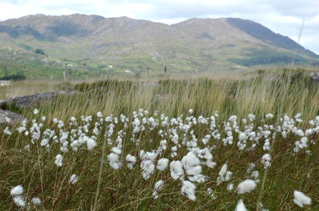 bog cotton, Trafrask