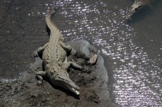croc on shore, Rio Tarcoles