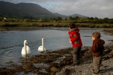 feeding swans, Trafrask