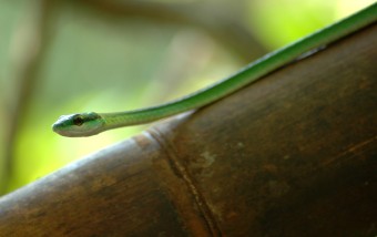 satiny parrot snake, MA2