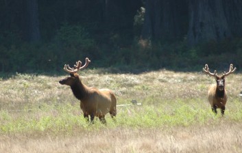 two elk
