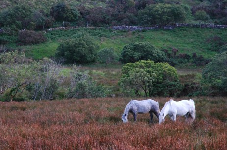 Connemara ponies, NP