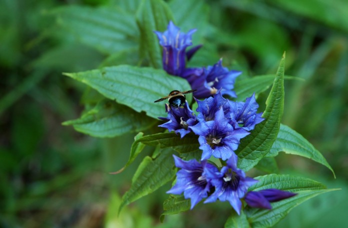 blue wildflowers and bumblebee