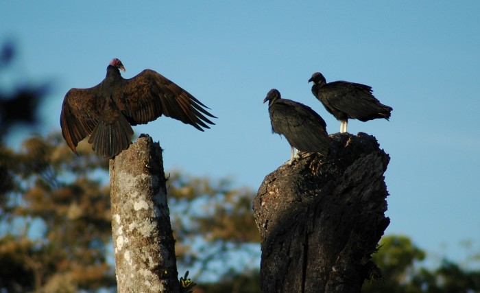 turkey vulture flashing two black vultures