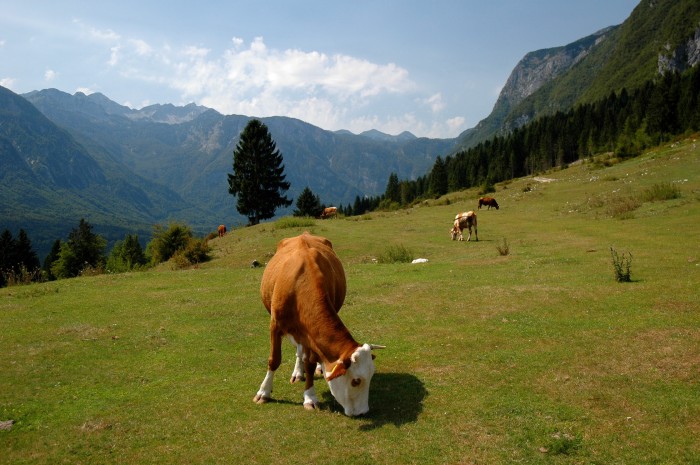 Cows in pasture above Lake Bohinj