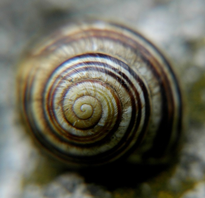 snail on rock closeup