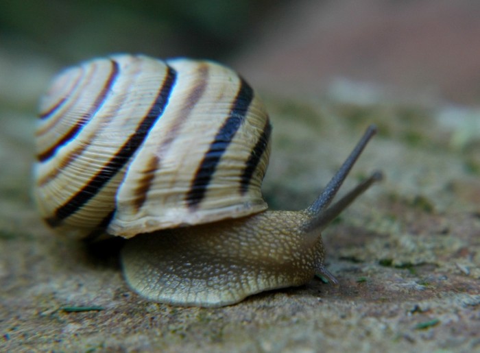 stripy snail 2