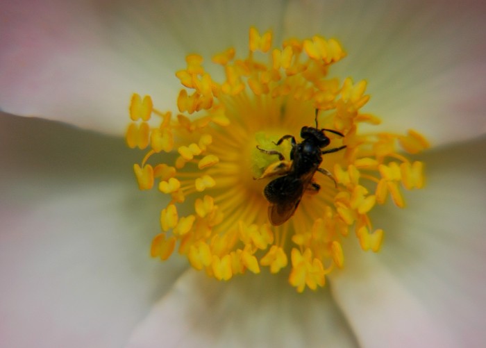 tiny bee on rose closeup2