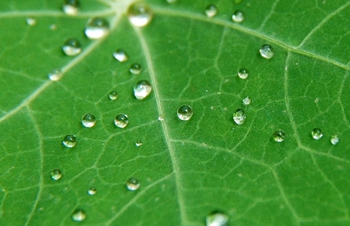 water droplets closeup