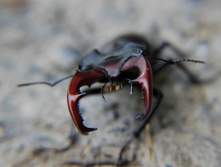 stag beetle closeup