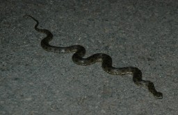 Snake found on a night hike, heating up on the still-warm road