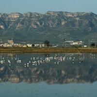 Birding Spain's Ebro Delta